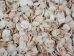 Banded Venus Shells 0.625"-1" (gallon)      - 2HS-3820-GA (Y3K)