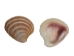 Banded Venus Shells 0.625"-1" (gallon)      - 2HS-3820-GA (Y3K)