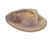 Banded Venus Shells 0.625"-1" (gallon)      - 2HS-3820-GA (Y3K)