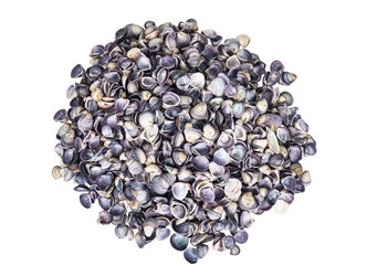 Baby Purple Clam Shells 0.50"-1" (gallon)       