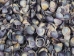 Baby Purple Clam Shells 0.50"-1" (gallon)       - 2HS-3923S-GA (Y3K)