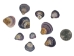 Baby Purple Clam Shells 0.50"-1" (gallon)       - 2HS-3923S-GA (Y3K)