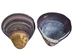 Baby Purple Clam Shells 0.50"-1" (gallon)       - 2HS-3923S-GA (Y3K)