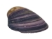 Baby Purple Clam Shells 0.50"-1" (gallon)       - 2HS-3923S-GA (Y3K)