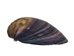 Baby Purple Clam Shells 0.50"-1" (gallon)       - 2HS-3923S-GA (Y3K)