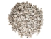 Star Limpet Shells 0.75"-1.25" (gallon)       - 2HS-3936-GA (Y3K)