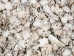Star Limpet Shells 0.75"-1.25" (gallon)       - 2HS-3936-GA (Y3K)