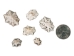 Star Limpet Shells 0.75"-1.25" (gallon)       - 2HS-3936-GA (Y3K)