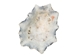 Star Limpet Shells 0.75"-1.25" (gallon)       - 2HS-3936-GA (Y3K)