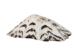 Star Limpet Shells 0.75"-1.25" (gallon)       - 2HS-3936-GA (Y3K)