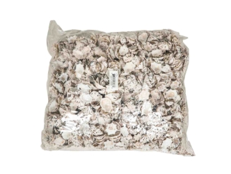 Star Limpet Shells 0.75"-1.25" (gallon)       