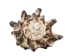 Vasum Vasum Shells 1.50"-2" (gallon)    - 2HS-3962-GA (Y3K)