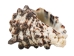 Vasum Vasum Shells 1.50"-2" (gallon)    - 2HS-3962-GA (Y3K)