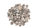 Vasum Vasum Shells 1.50"-2" (gallon)    - 2HS-3962-GA (Y3K)