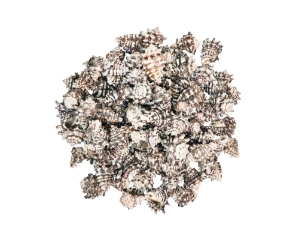 Vasum Vasum Shells 1.50"-2" (gallon)    