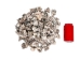 Vasum Vasum Shells 1.50"-2" (gallon)    - 2HS-3962-GA (Y3K)