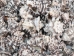 Vasum Vasum Shells 1.50"-2" (gallon)    - 2HS-3962-GA (Y3K)