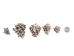 Vasum Vasum Shells 1.50"-2" (gallon)    - 2HS-3962-GA (Y3K)