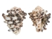 Vasum Vasum Shells 1.50"-2" (gallon)    - 2HS-3962-GA (Y3K)