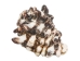 Vasum Vasum Shells 1.50"-2" (gallon)    - 2HS-3962-GA (Y3K)