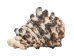 Vasum Vasum Shells 1.50"-2" (gallon)    - 2HS-3962-GA (Y3K)