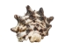 Vasum Vasum Shells 1.50"-2" (gallon)    - 2HS-3962-GA (Y3K)