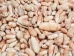 Hirase's Olive Shells 0.75"-1.25" (1 kg or 2.2 lbs)  - 2HS-3999-KG (Y3K)