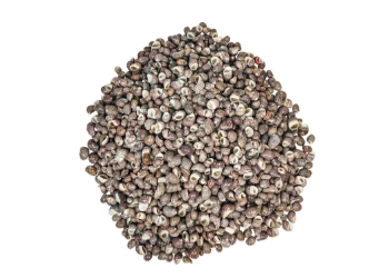 Neritina Parallela Shells 0.25"-0.75" (1 kg or 2.2 lbs)  