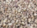Neritina Parallela Shells 0.25"-0.75" (1 kg or 2.2 lbs)  - 2HS-4109K-KG (Y3K)