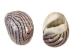 Neritina Parallela Shells 0.25"-0.75" (1 kg or 2.2 lbs)  - 2HS-4109K-KG (Y3K)