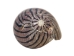Neritina Parallela Shells 0.25"-0.75" (1 kg or 2.2 lbs)  - 2HS-4109K-KG (Y3K)