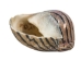 Neritina Parallela Shells 0.25"-0.75" (1 kg or 2.2 lbs)  - 2HS-4109K-KG (Y3K)