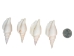 Strombus Vittatus White Shells 2"-2.50" (gallon)     - 2HS-4178-GA (Y3K)
