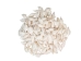 Strombus Vittatus White Shells 2"-2.50" (gallon)     - 2HS-4178-GA (Y3K)