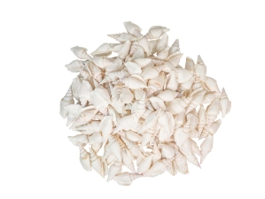 Strombus Vittatus White Shells 2"-2.50" (gallon)     