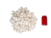 Strombus Vittatus White Shells 2"-2.50" (gallon)     - 2HS-4178-GA (Y3K)