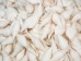 Strombus Vittatus White Shells 2"-2.50" (gallon)     - 2HS-4178-GA (Y3K)