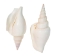 Strombus Vittatus White Shells 2"-2.50" (gallon)     - 2HS-4178-GA (Y3K)