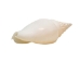 Strombus Vittatus White Shells 2"-2.50" (gallon)     - 2HS-4178-GA (Y3K)