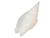 Strombus Vittatus White Shells 2"-2.50" (gallon)     - 2HS-4178-GA (Y3K)