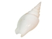 Strombus Vittatus White Shells 2"-2.50" (gallon)     - 2HS-4178-GA (Y3K)