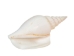 Strombus Vittatus White Shells 2"-2.50" (gallon)     - 2HS-4178-GA (Y3K)