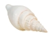 Strombus Vittatus White Shells 2"-2.50" (gallon)     - 2HS-4178-GA (Y3K)