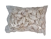 Strombus Vittatus White Shells 2"-2.50" (gallon)     - 2HS-4178-GA (Y3K)
