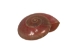 Button Top Shells 0.375"-0.437" (1 kg or 2.2 lbs)  - 2HS-4189-KG (Y3K)