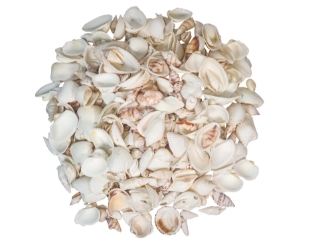 White Shell Mix  (gallon) 