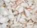 White Shell Mix  (gallon) - 2HS-4250G-GA (Y3K)