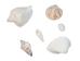 White Shell Mix  (gallon) - 2HS-4250G-GA (Y3K)