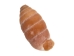 Haitian Bumble Bee Shells 1"-1.25" (gallon)       - 2HS-4850-GA (Y3K)