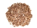 Haitian Bumble Bee Shells 1"-1.25" (gallon)       - 2HS-4850-GA (Y3K)